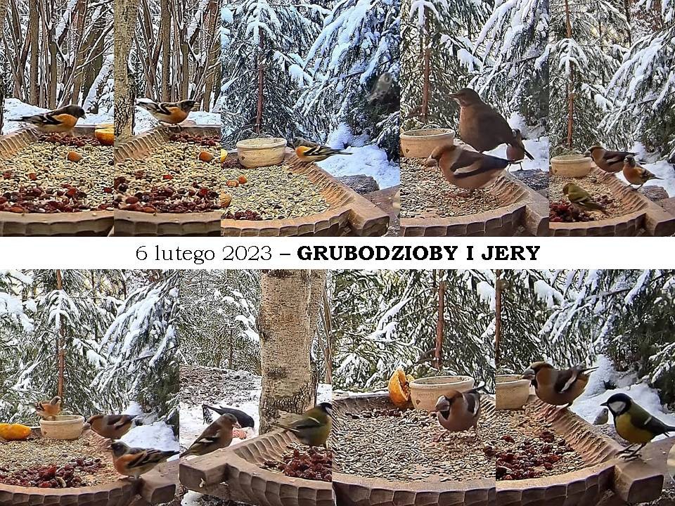 livebirdspoland_76b09a47e15ce912bd84f5b49fd8e3fc.jpg