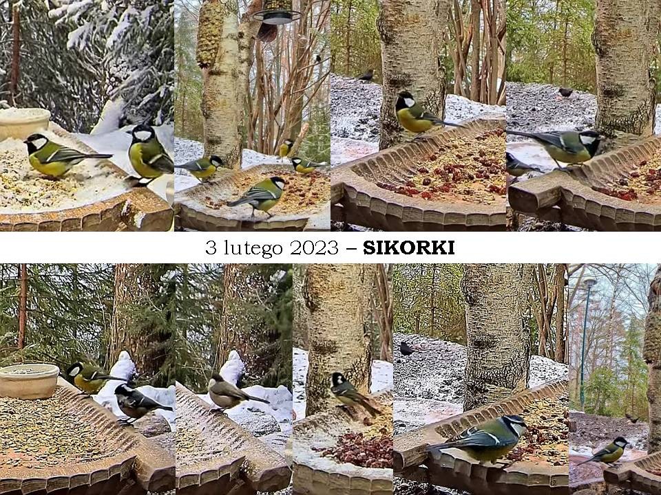 livebirdspoland_dc197e2adee33b05db6f52e35978e1db.jpg