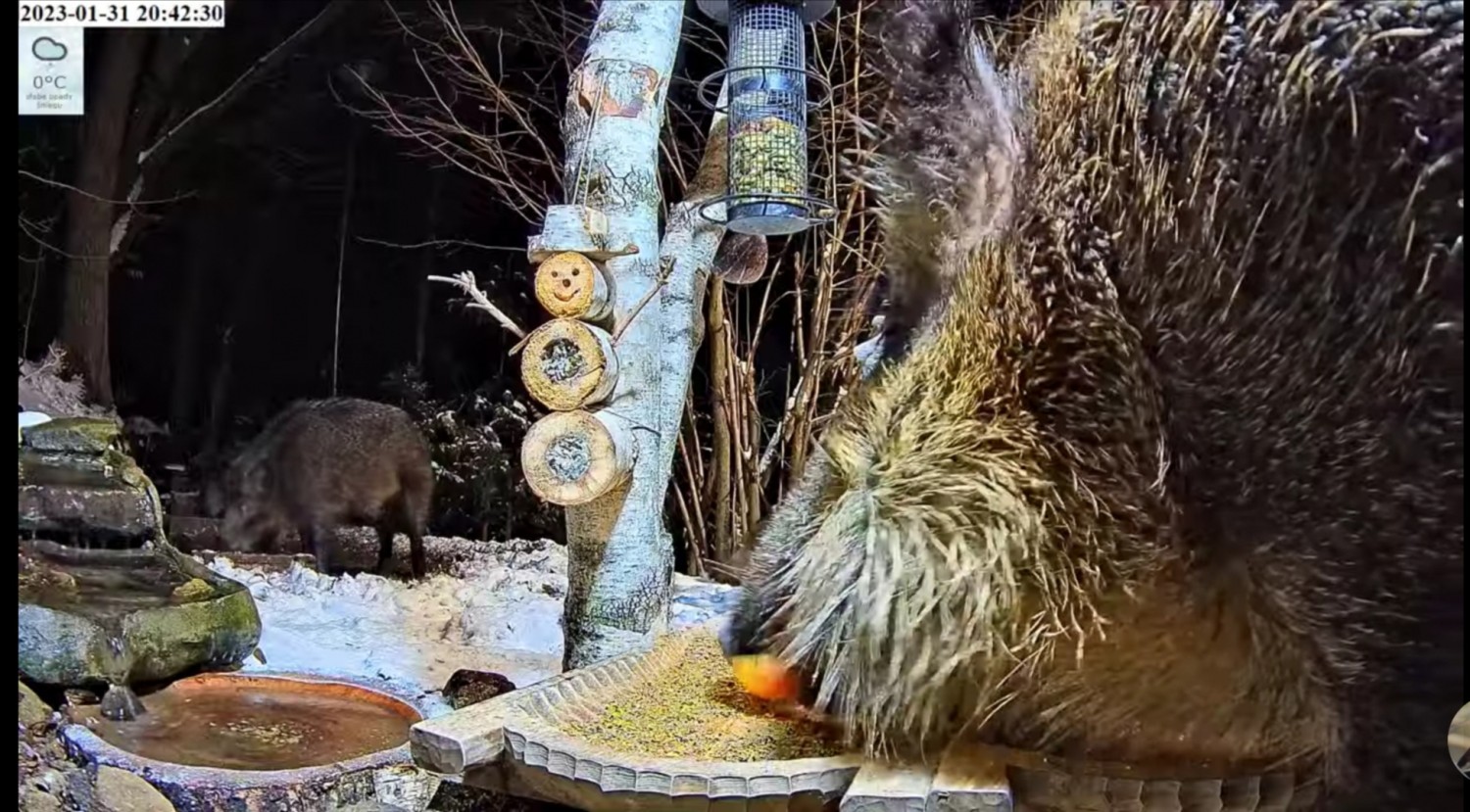 livebirdspoland_7460aa792f4650955520e57fc125d1f1.jpg