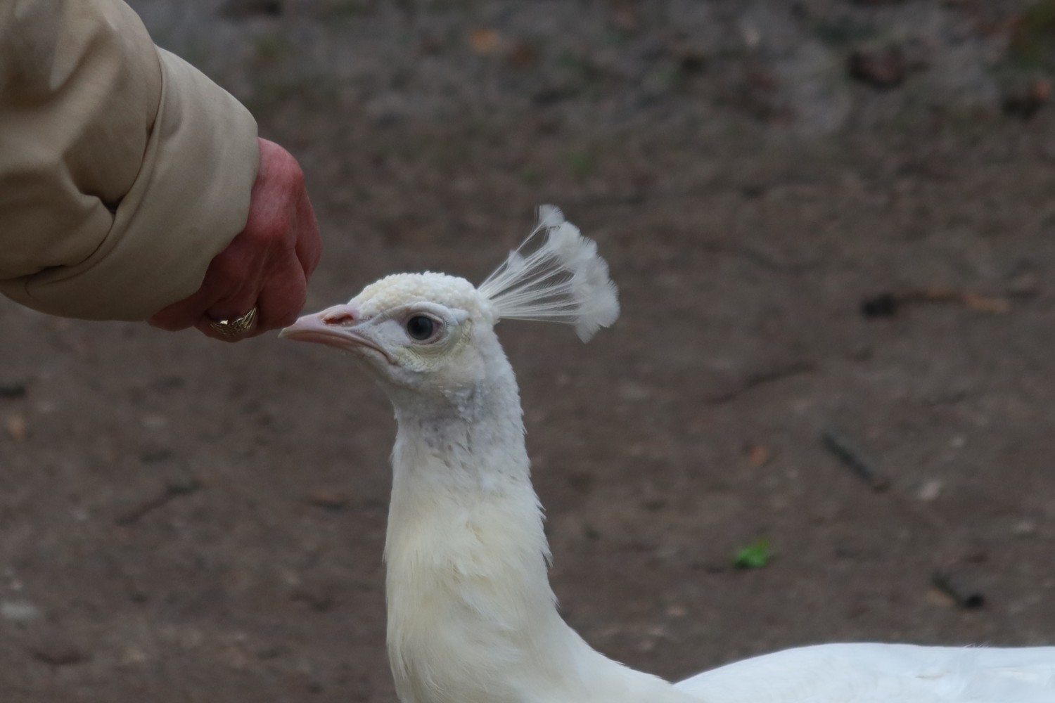 livebirdspoland_89d4e6a1dd236194118daab573fe4706.jpg
