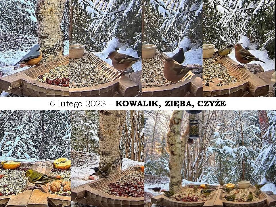 livebirdspoland_267367ffe023665bf91dc47b8e9887a8.jpg