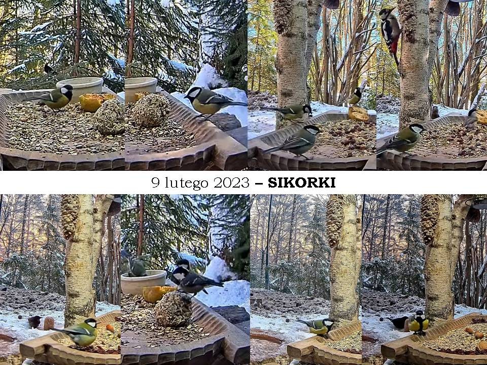 livebirdspoland_ecef50141e6a6b419167d78dc01017fa.jpg