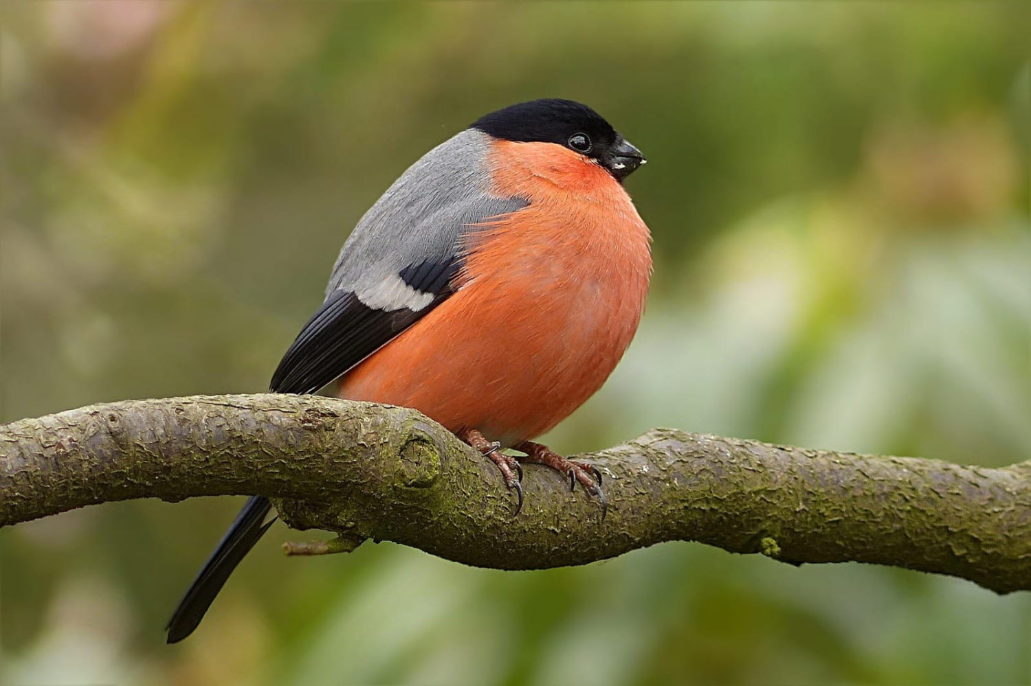 livebirdspoland_e1f13c6cd6589a718c771912f45ea6da.png