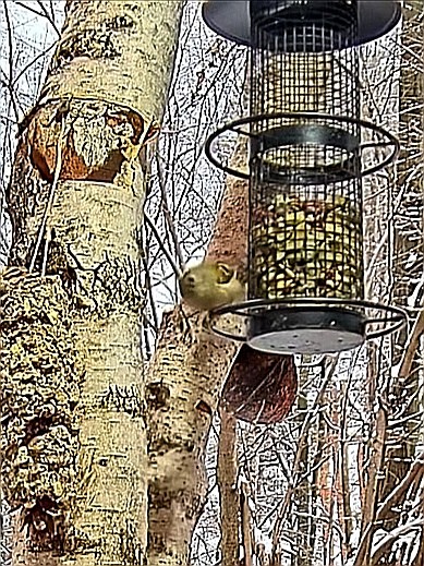 livebirdspoland_d0c9d91f63b7b9a4f59880263aebdf56.jpg