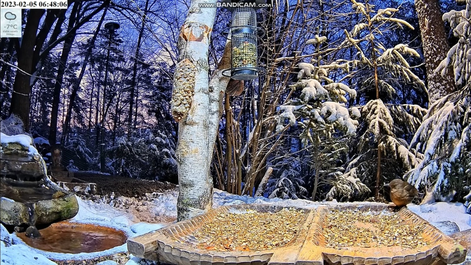 livebirdspoland_6b030f9671c97f57bcf2e2314f19ae15.jpg
