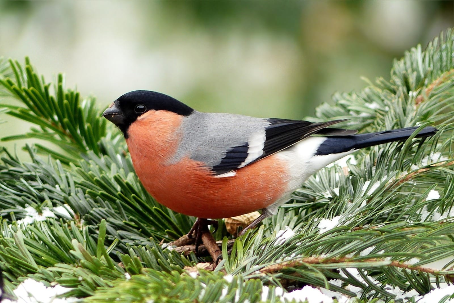 livebirdspoland_84ea4dbf5556c0cf378d23e73ef8845a.png