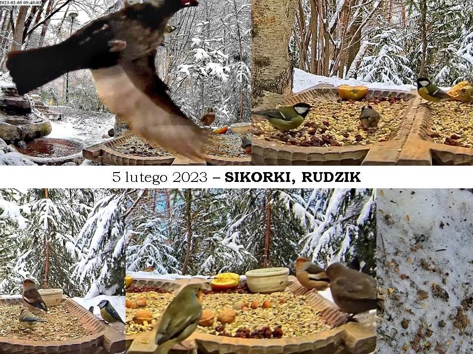 livebirdspoland_4e677df0a7248ae12194d09060fca0bc.jpg