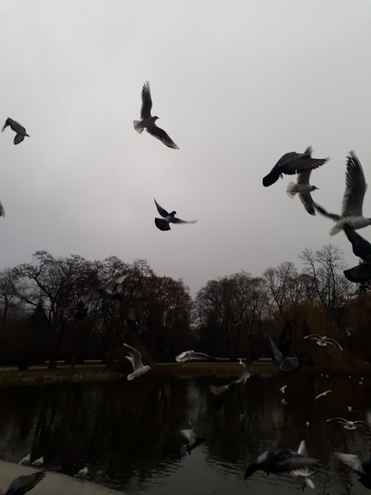 livebirdspoland_ab126da168135288825be0fd2272290a.jpg