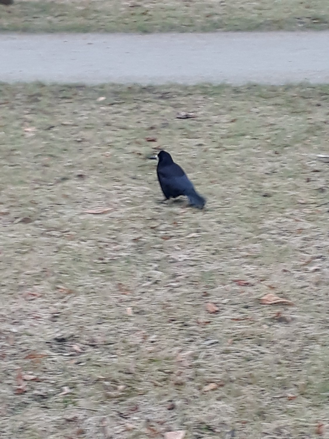 livebirdspoland_d1f71ad429400c7e5ea099f251a81d49.jpg