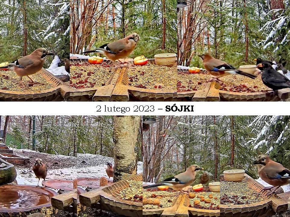 livebirdspoland_e925e23bf075bae084cddb184b37d12d.jpg