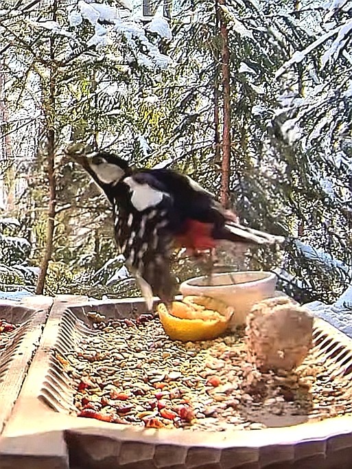 livebirdspoland_600a790e63045c30f895c5035ef76f8c.jpg