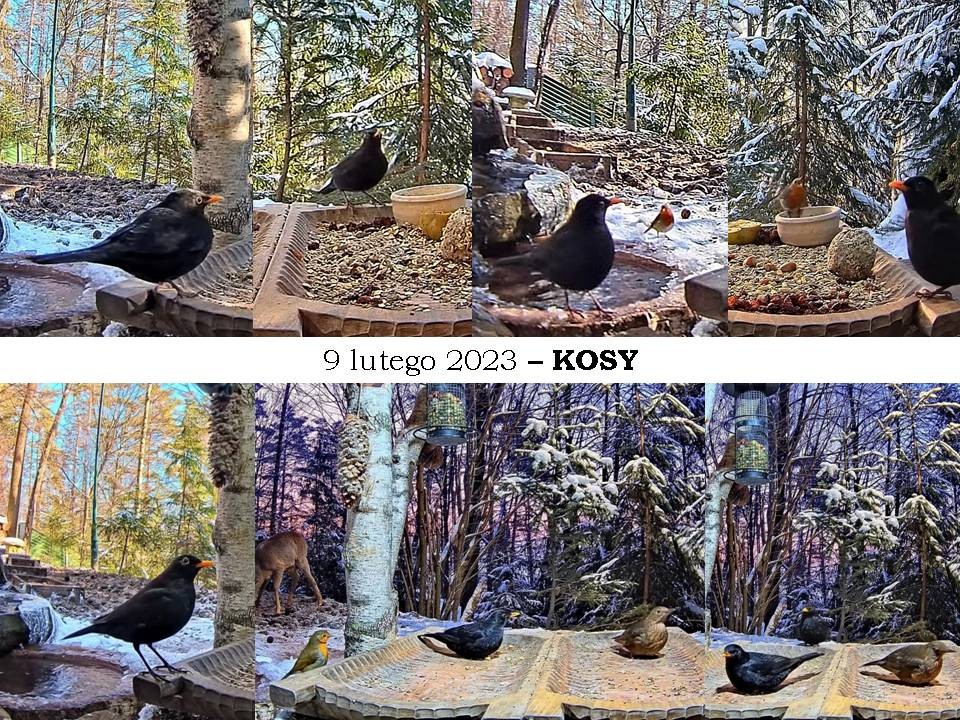 livebirdspoland_c90a06b6a09615aa6916a8dc1f6e77f5.jpg