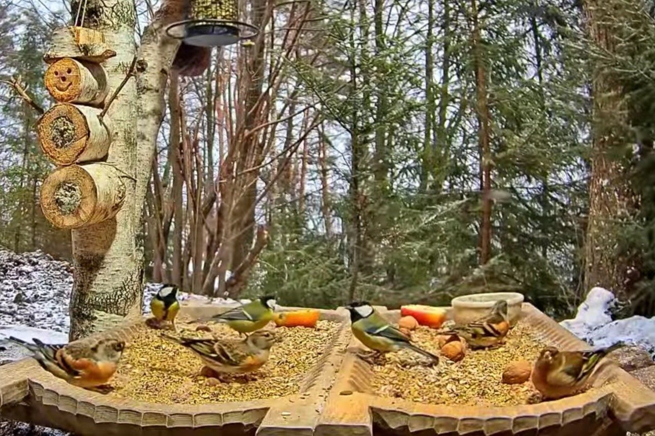 livebirdspoland_7215f2a64883515049729511958e8f84.jpg
