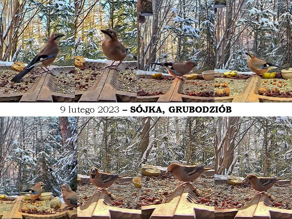 livebirdspoland_551ef80de6f47cf102ed1c0537586da3.jpg