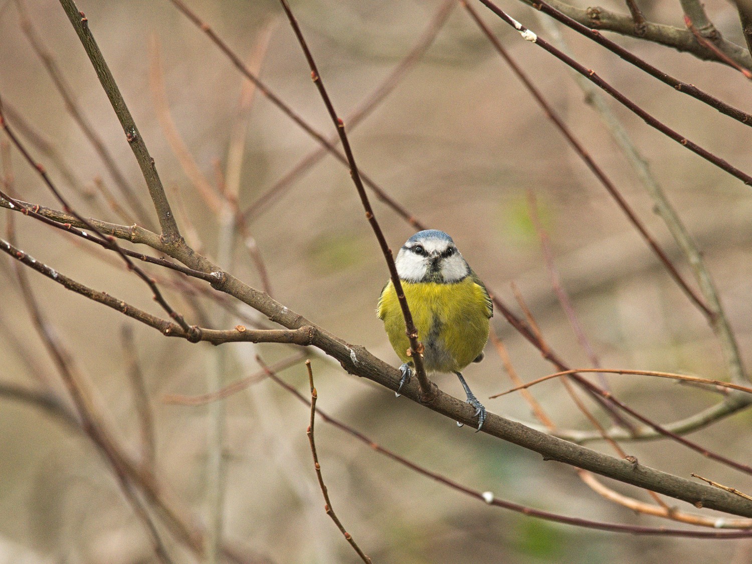 livebirdspoland_731d15e7936c66ba6e50a7605a1a4d4a.jpg