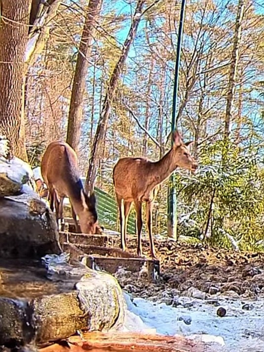 livebirdspoland_19f4263c0f49746a1267c00aef1b5fb9.jpg