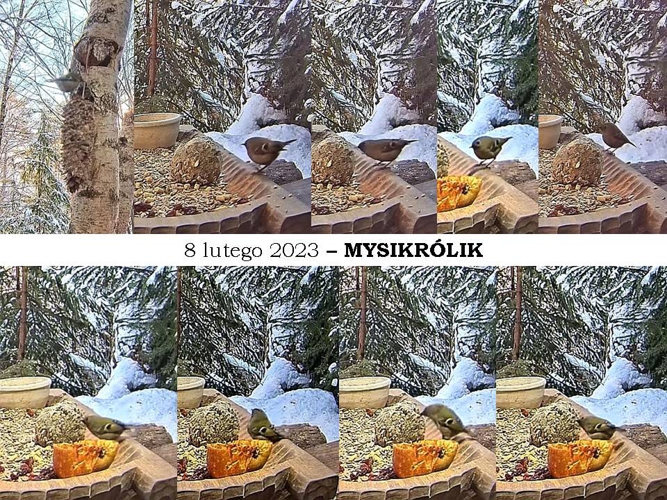 livebirdspoland_85c877f6d15ee144fec018aab3572cc7.jpg