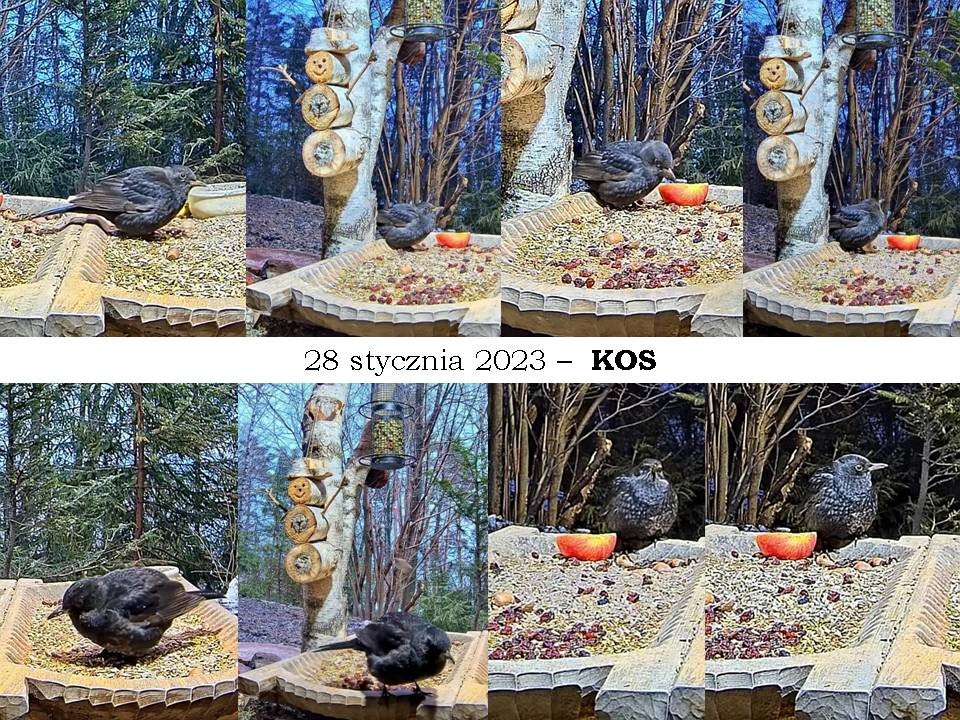 livebirdspoland_504985aeab3b3eae74e1236b06df6db4.jpg