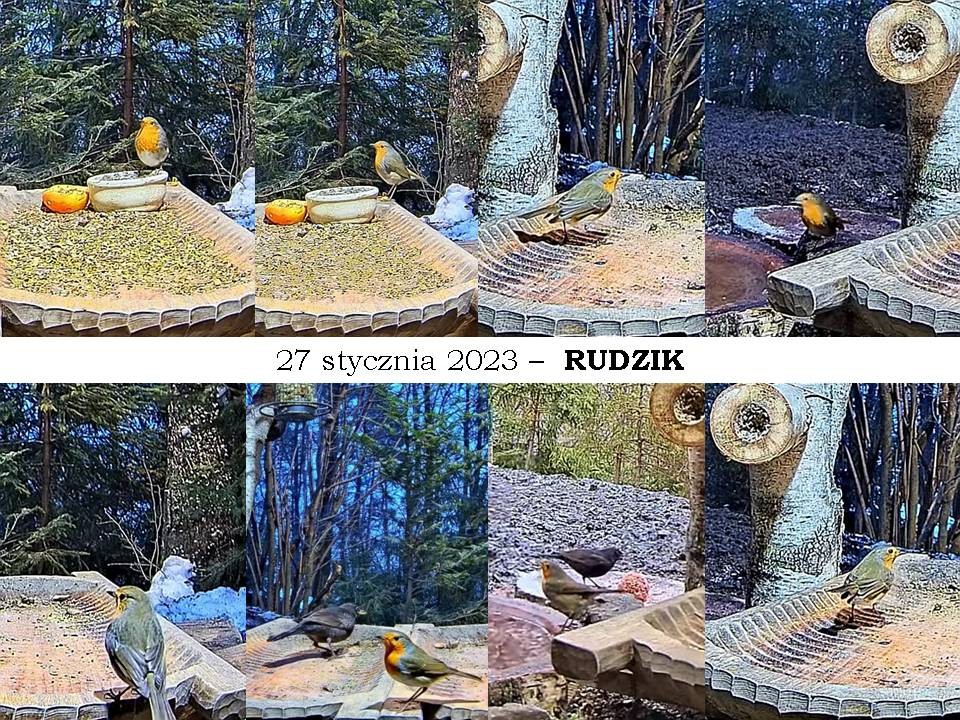 livebirdspoland_c9d3d9d24bb51467dd8584210fd99e8b.jpg