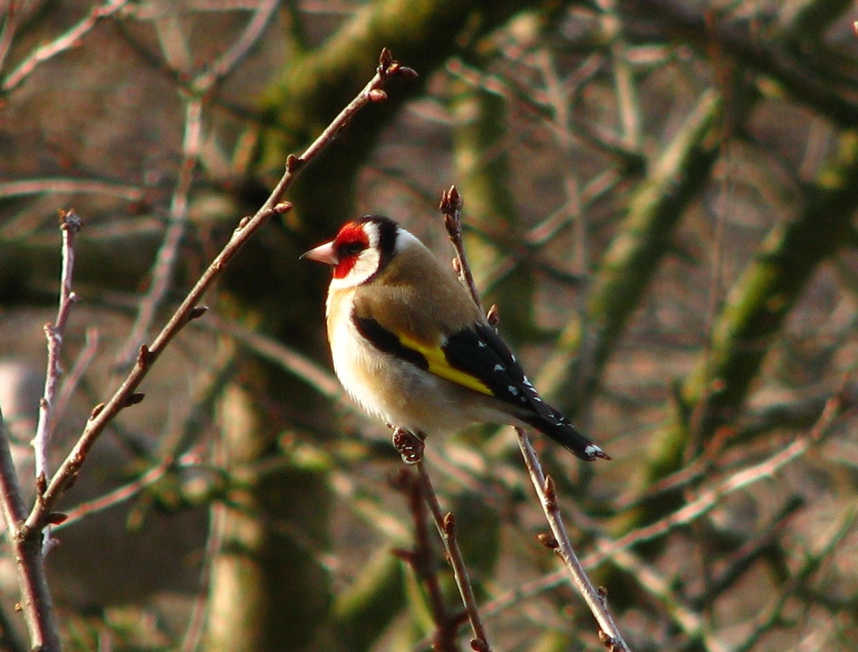 livebirdspoland_19e0957048b63ecf95a8a0350cd09905.jpg