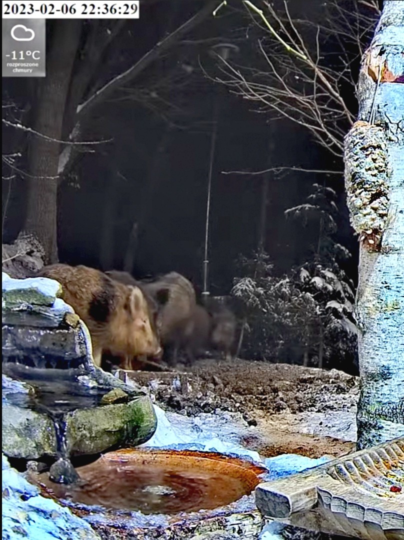 livebirdspoland_8b6343d4e07d4438ecec0447b8005318.jpg