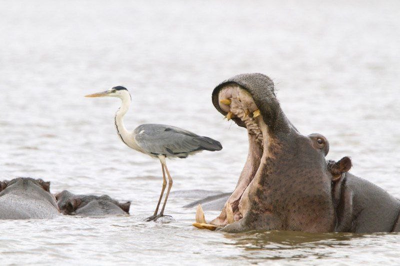 livebirdspoland_9d0b2a1feb867f2a464234313cdb9415.jpg