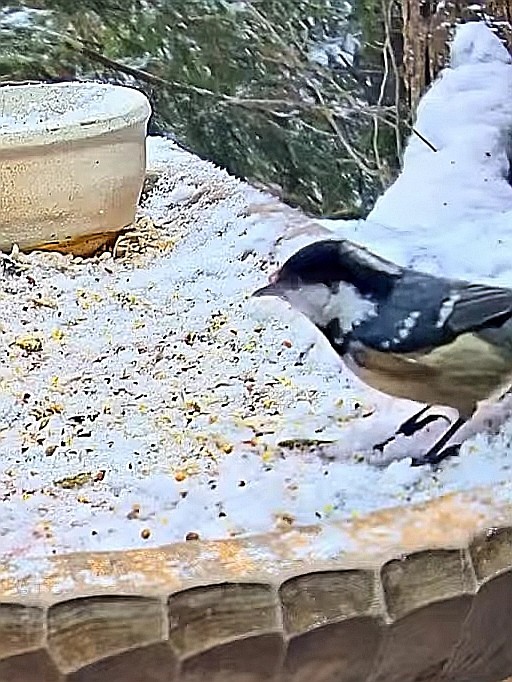 livebirdspoland_c83e87afddb1c0362055df52b70b844e.jpg