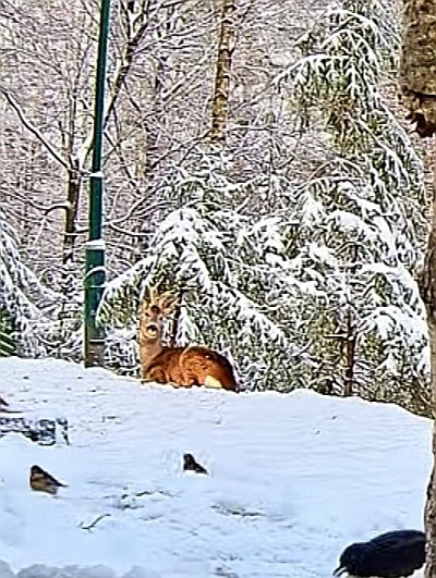 livebirdspoland_ddc695bf339f33871f204ec8e190da5d.jpg