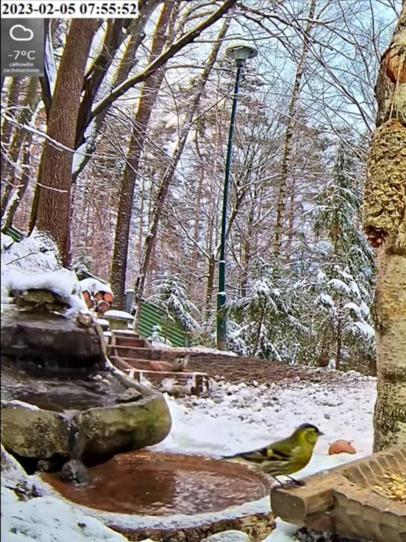livebirdspoland_c10215f9821dbca099f8ee8c626a11ce.jpg