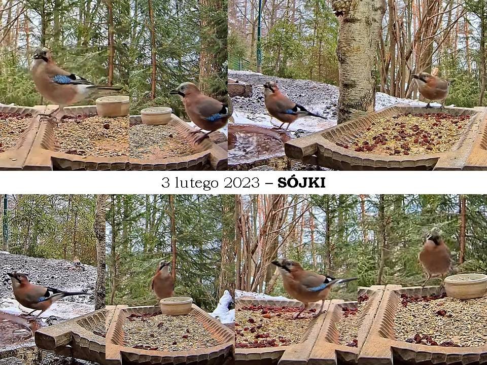 livebirdspoland_18faca421c42e665dd97ff243ff150ac.jpg