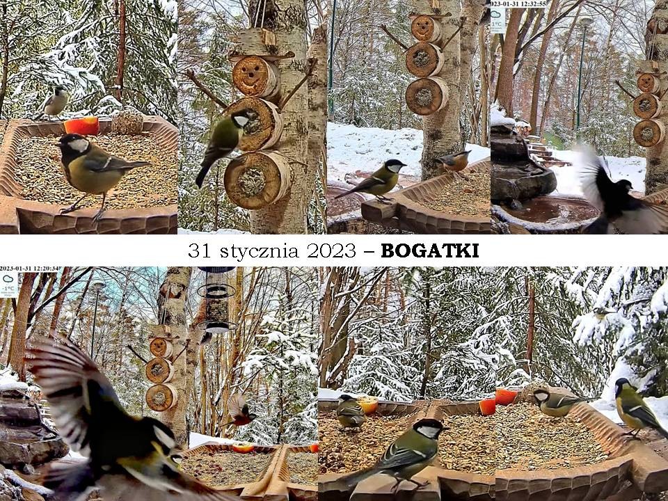 livebirdspoland_a5dfb3d2ba793b9de58136432ba14bf2.jpg