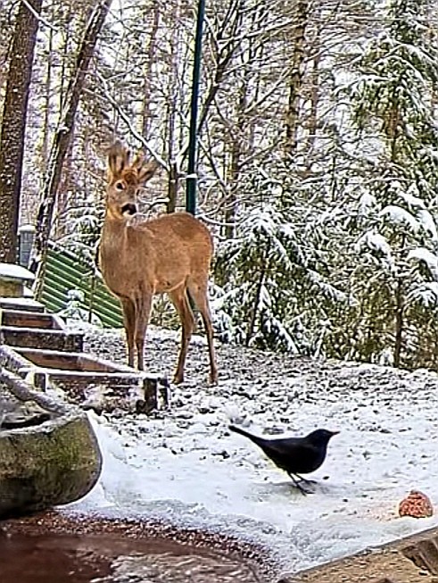 livebirdspoland_1887ae56763e5bb000d8f0342fbef3ce.jpg
