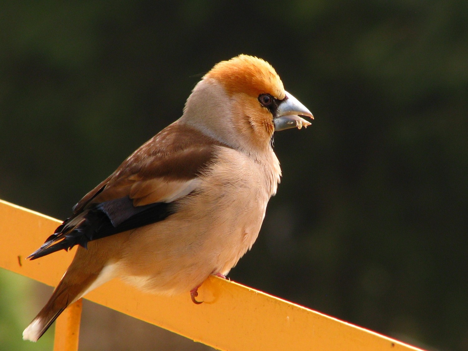 livebirdspoland_74b347aaaa7df194ab9cc6264c27b884.jpg