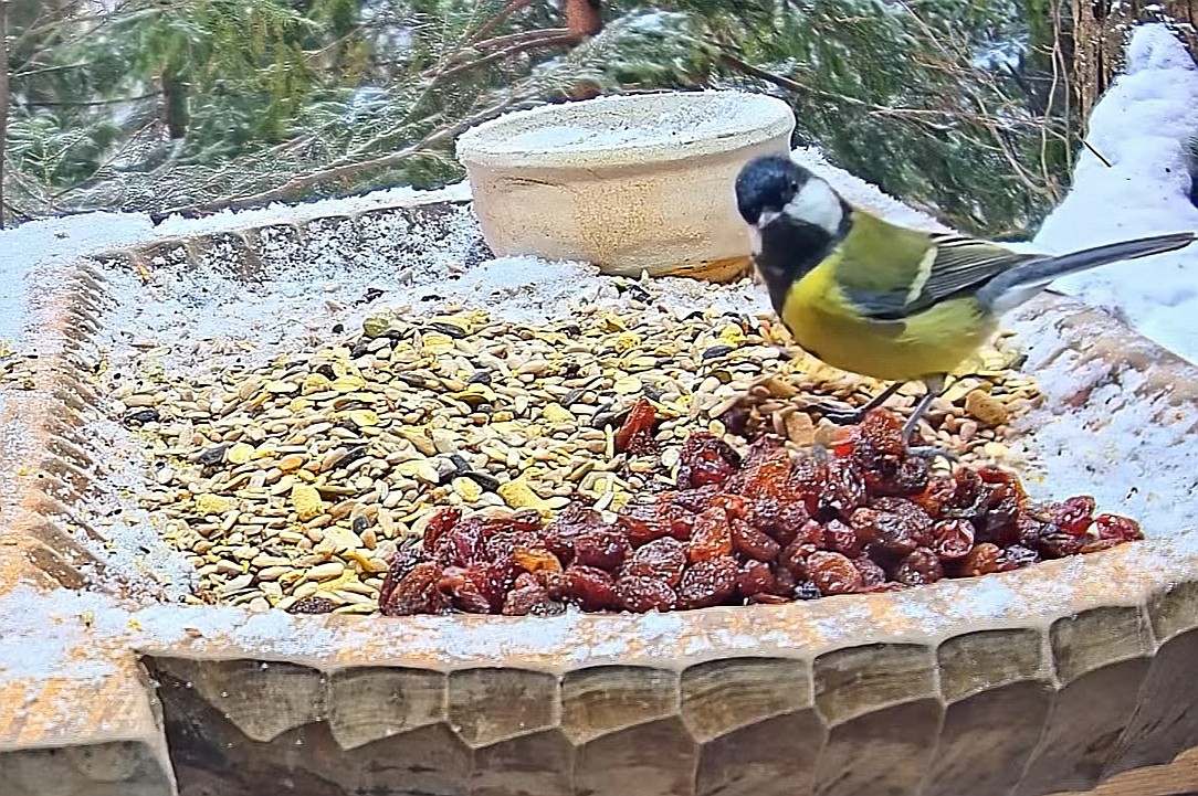 livebirdspoland_9da062bfbebd0a0aee1ab16a897e6fb5.jpg