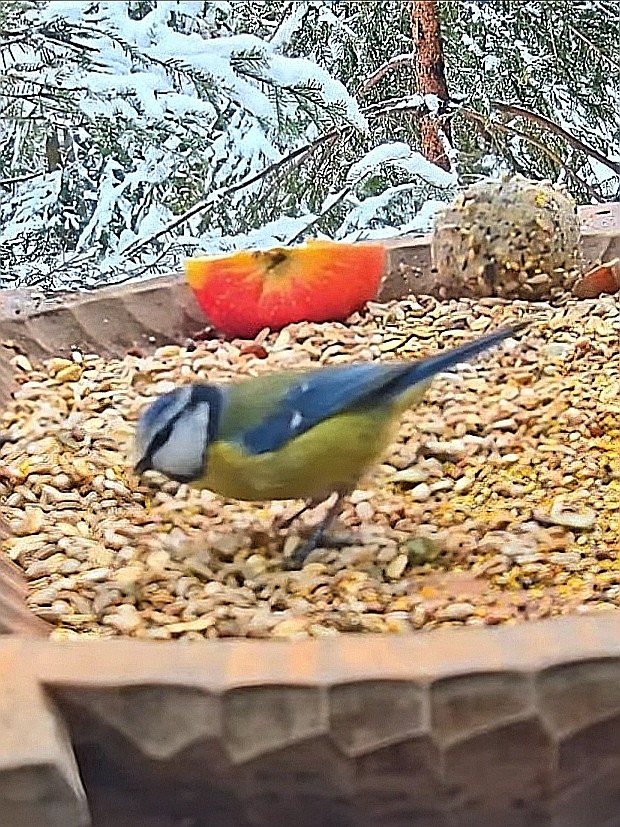 livebirdspoland_24065742246117775b574911101746af.jpg