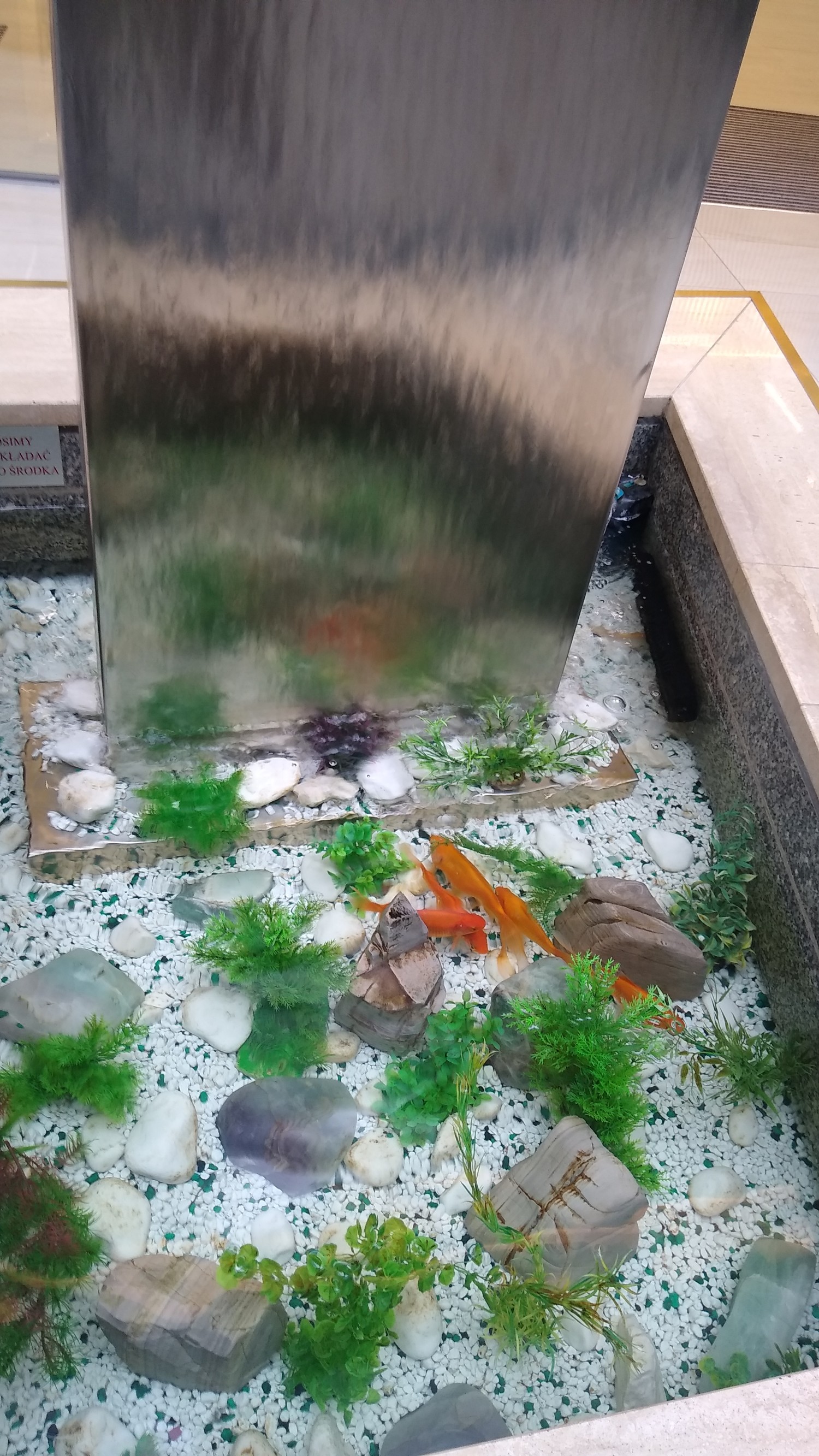 livebirdspoland_c7e1f694975d5c4d70e2dc951cd5e368.jpg