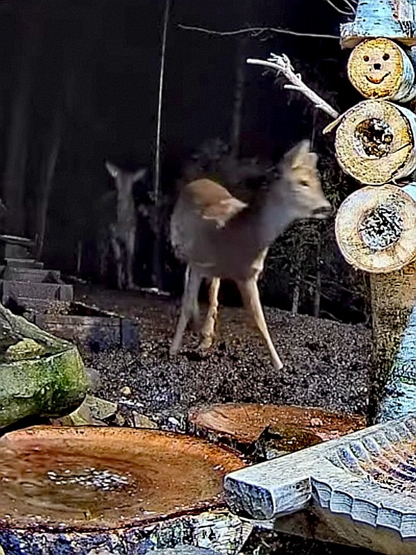 livebirdspoland_e7235f279a13c4e4b328a2af70f7ac1a.jpg
