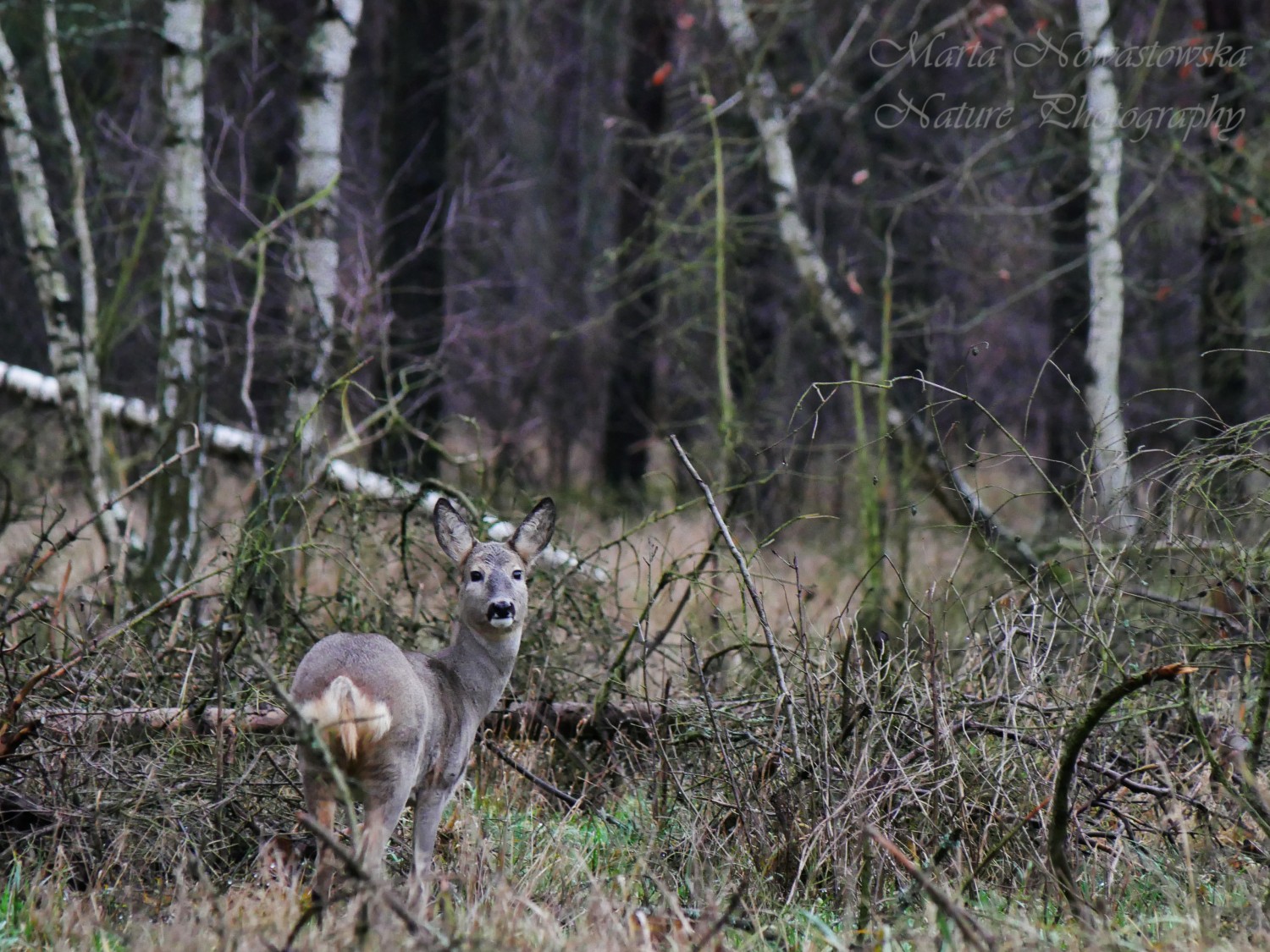 livebirdspoland_1332dda688146386e5c3667f60d62ea2.jpg