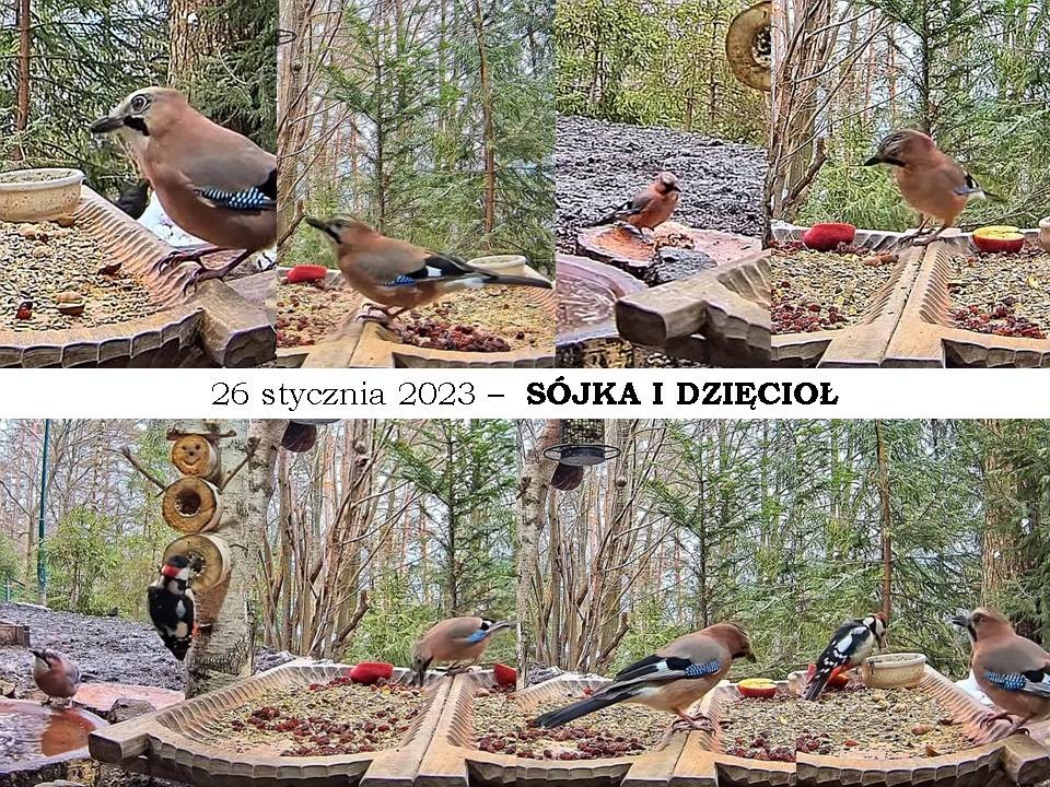livebirdspoland_d229da312f231a87b2fb383300c14442.jpg