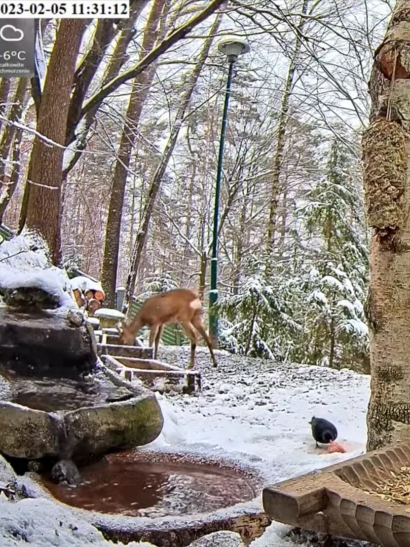 livebirdspoland_3283fda7982604e0ae3529ff13a9dbbd.jpg
