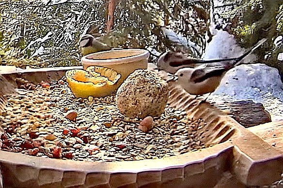 livebirdspoland_38d6208a856649b3f2db0dce5f1b3e65.jpg