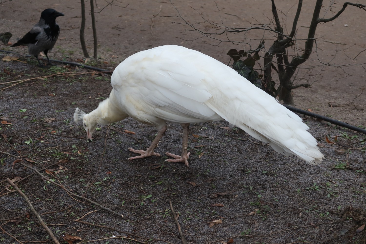 livebirdspoland_8a6af81496144113e8171ea62bc523be.jpg