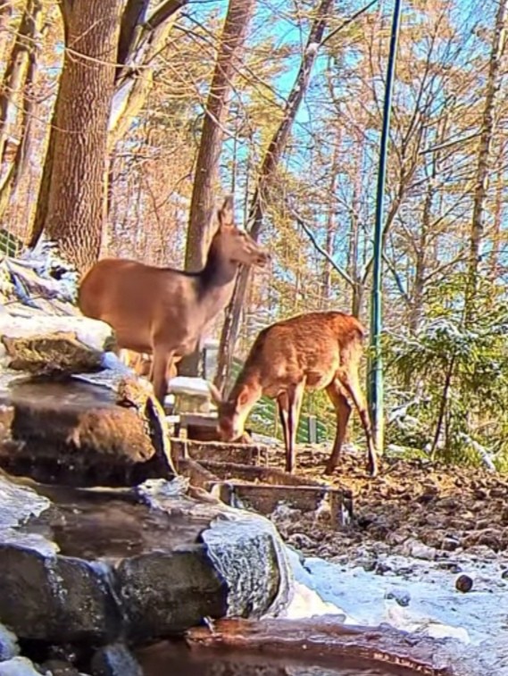 livebirdspoland_36700736ca0f870b84b24e2f99d6ae03.jpg