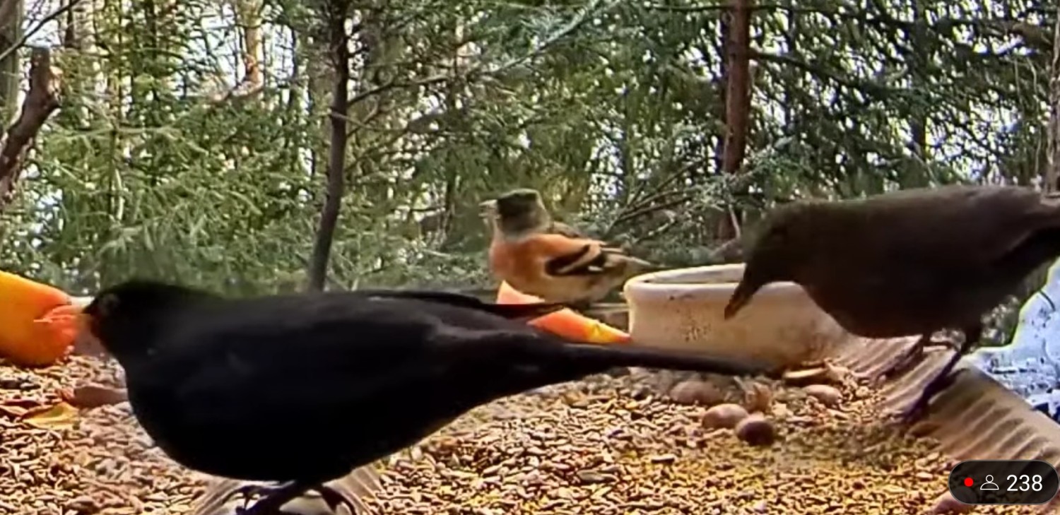 livebirdspoland_970118d945408134e1b0f1dfd4e6abcd.jpg