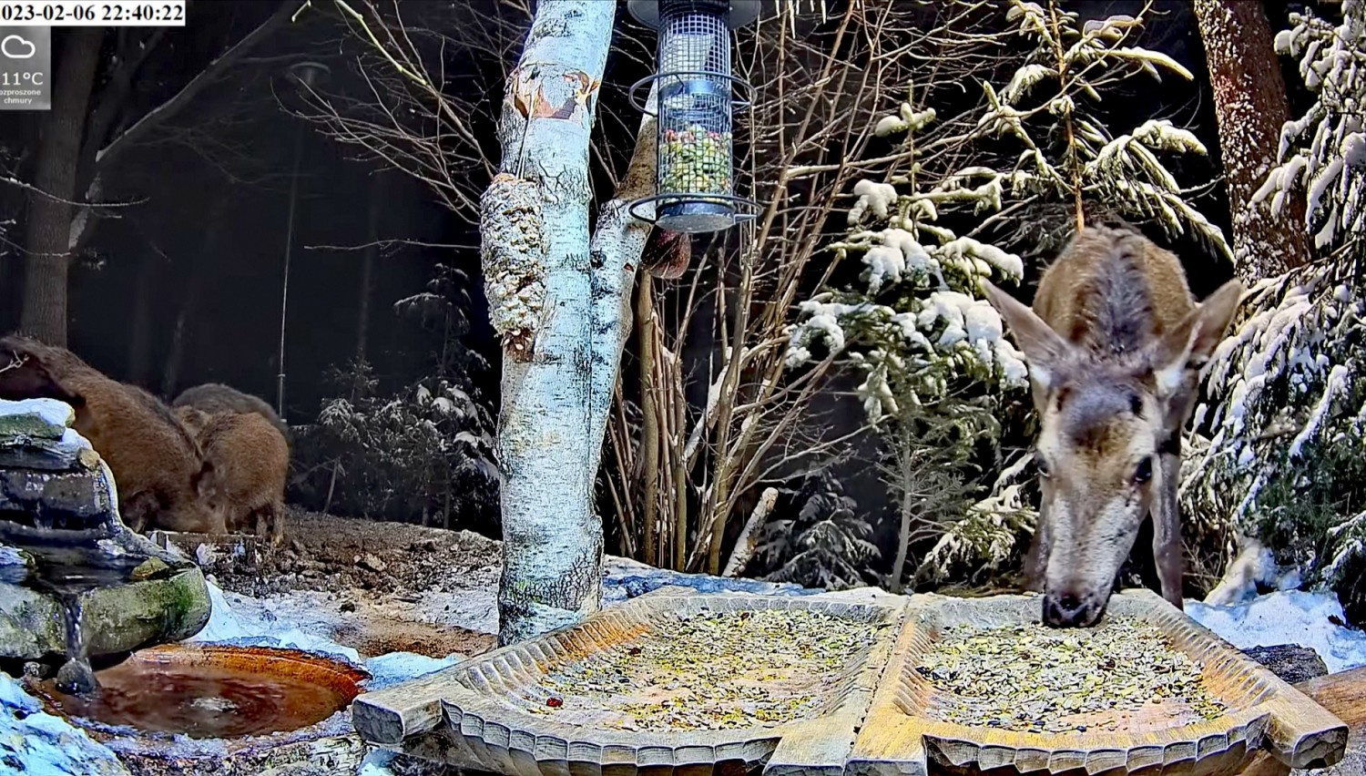 livebirdspoland_6bd414e4c669ae4a1841ab43e97fa609.jpg