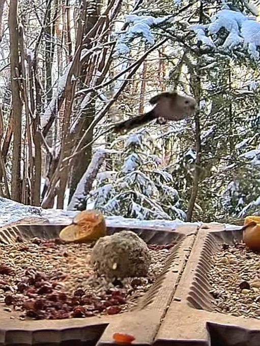 livebirdspoland_f440adc760ad6fa8dc3085717a779951.jpg