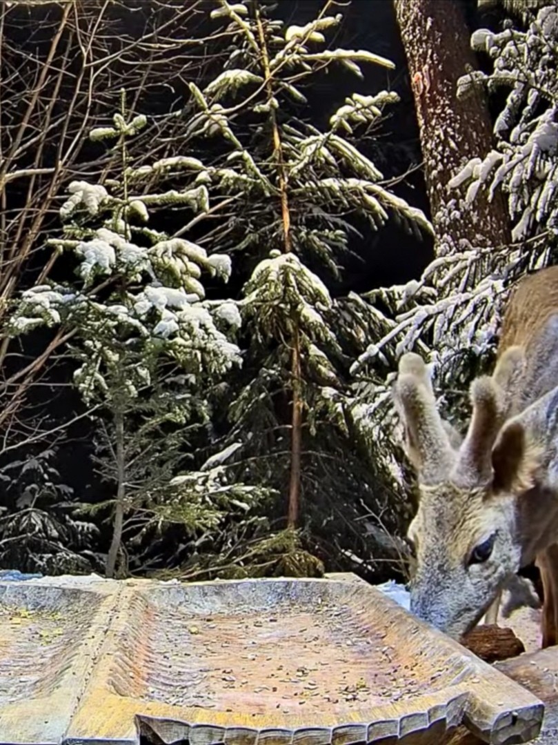 livebirdspoland_559536ea3e6f5e99bef1b88ecc8597fc.jpg