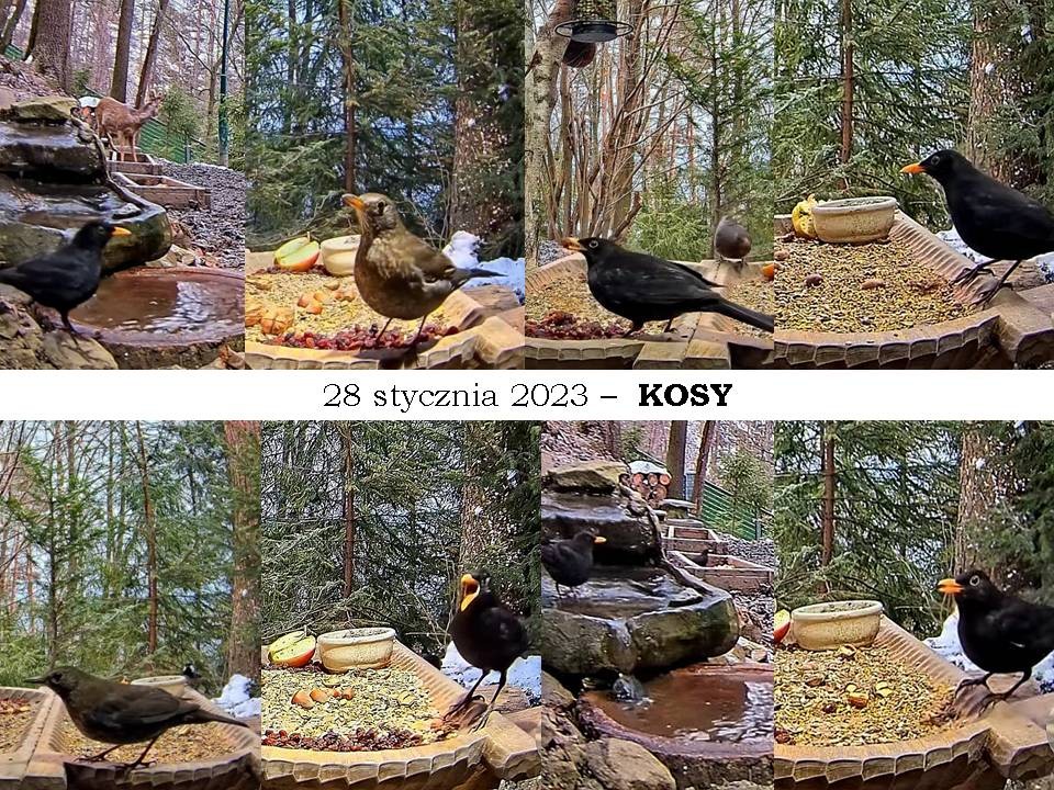 livebirdspoland_fb16ea43427103dd52e0aff59fd2d5fe.jpg
