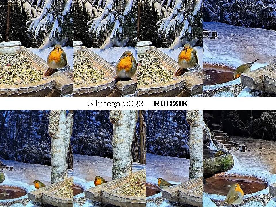 livebirdspoland_c8174d57bc05fdcb4fc5e0785b51b8f4.jpg