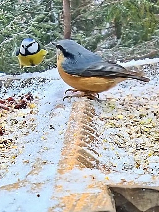 livebirdspoland_1d3ffb611b65a97208056340529beb96.jpg